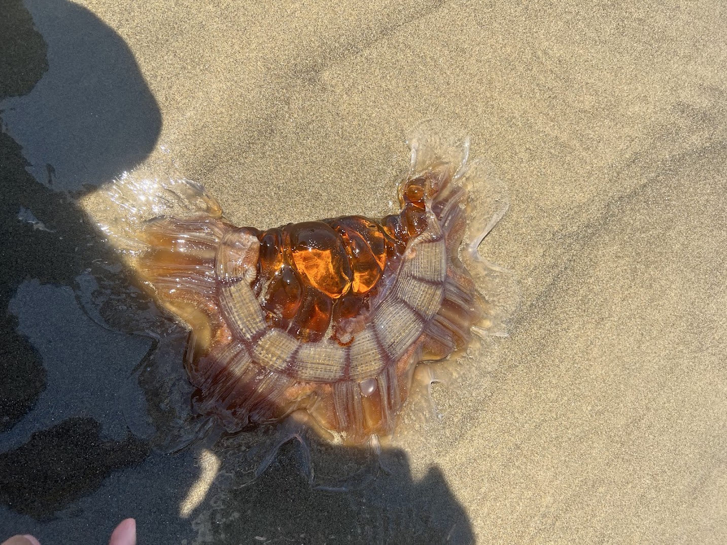 A dead jellyfish washed up on Cannon Beach