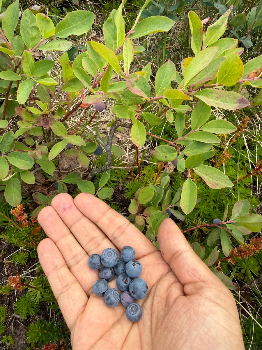 A handful of blue berries held beside a leafy shrub