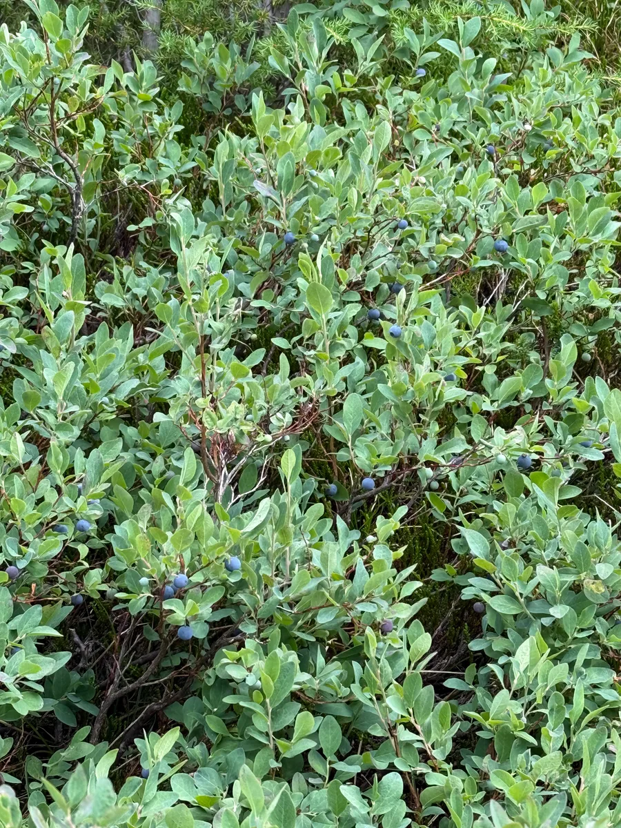 Dense green shrubs dotted with blue berries